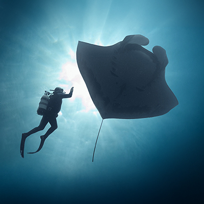 More Info for The Last Dive